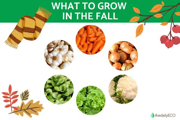 What are the best vegetables and leafy greens to plant in fall?