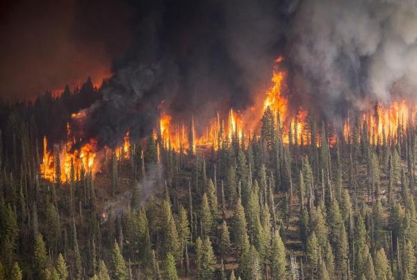 How to Help Stop Wildfires? - What are the causes of wildfires?