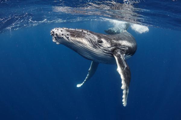 What Are Abyssal Plains? - What are the characteristics of the Abyssal planes?