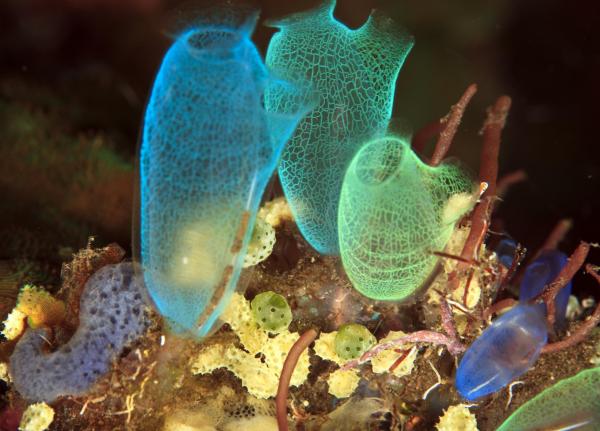 What Are Tunicates? - What are the characteristics of tunicates?