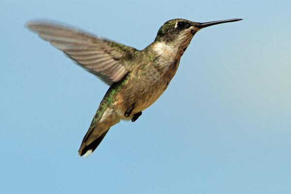 Were There Flying Dinosaurs? - What are the differences between flying reptiles and modern birds?
