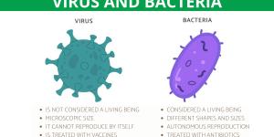 What are the Differences Between Viruses and Bacteria?