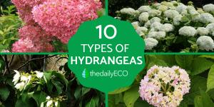 What Are the Different Types of Hydrangeas?