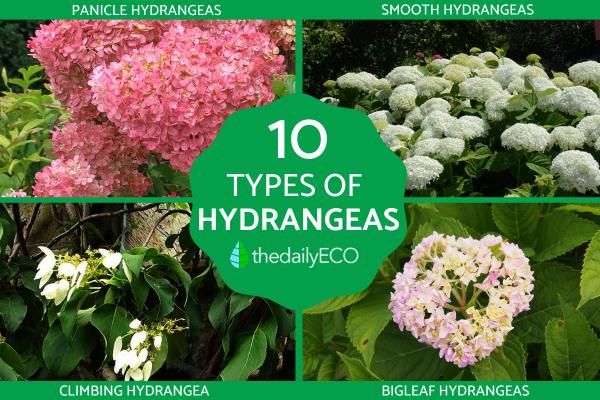 What Are the Different Types of Hydrangeas?
