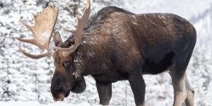 What Are the Different Types of Moose?