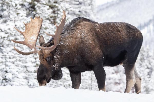 What Are the Different Types of Moose?