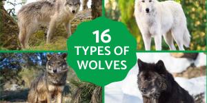What Are the Different Types of Wolves?