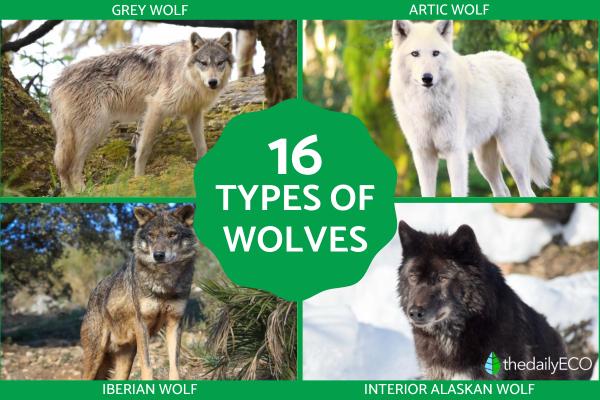 What Are the Different Types of Wolves?
