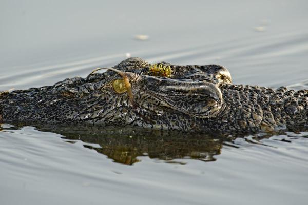 Why the Saltwater Crocodile is the Ultimate Apex Predator - What are the features of a saltwater crocodile?