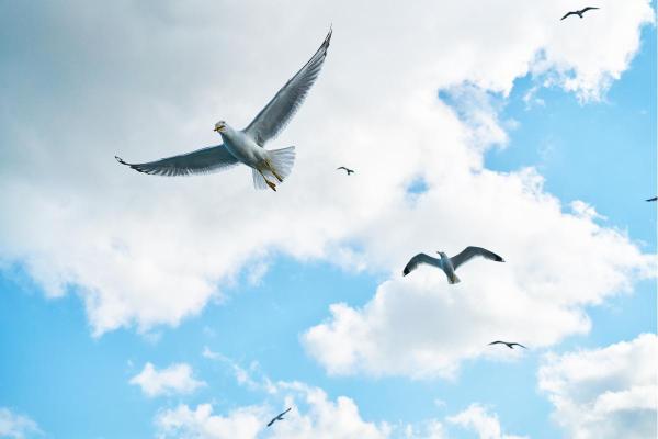 What Makes up the Air We Breathe? - What are the functions of air?