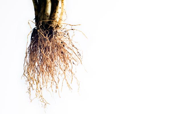 What Are the Parts of Roots and Their Functions? - What are the functions of roots?