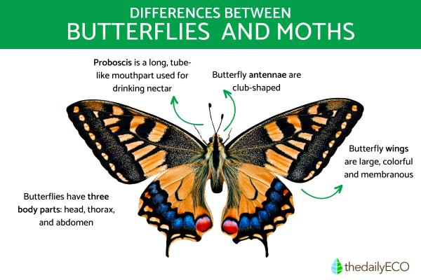 Differences Between Butterflies and Moths - What are the general characteristics of a butterfly?