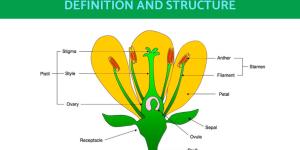 What Are the Gynoecium Parts of a Flower?