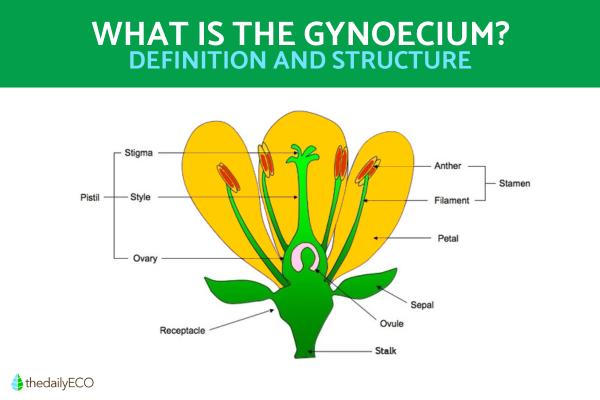 What Are the Gynoecium Parts of a Flower?