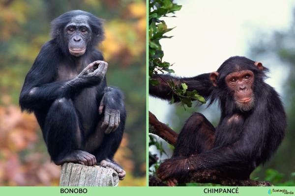 What Is the Difference Between a Bonobo and a Chimpanzee? - What are the key differences between chimps and bonobos?