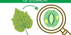 What Are the Main Types of Stomata?