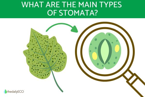 What Are the Main Types of Stomata?
