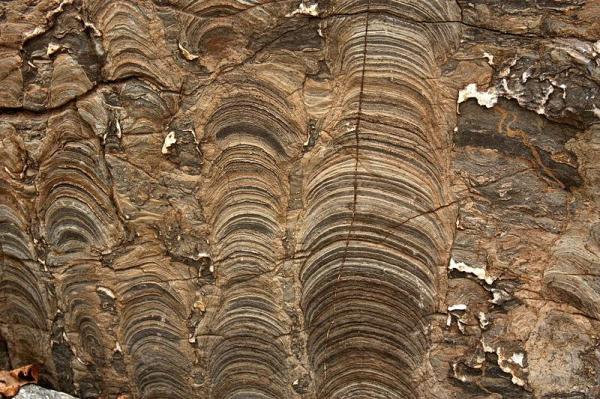 What Is the Oldest Fossil Ever Found? - What are the oldest fossils ever found?
