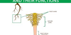 What Are the Parts of Roots and Their Functions?