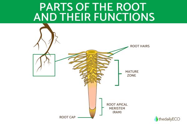 What Are the Parts of Roots and Their Functions?