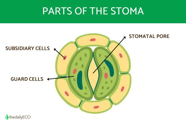 What Are the Main Types of Stomata? - What are the parts of the stomatal system?