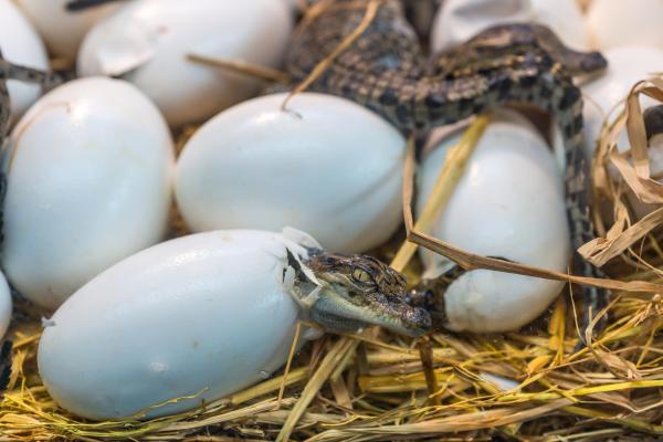 Why the Saltwater Crocodile is the Ultimate Apex Predator - What are the reproductive strategies of saltwater crocodiles?