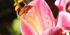 What Are the Stamens of a Flower?