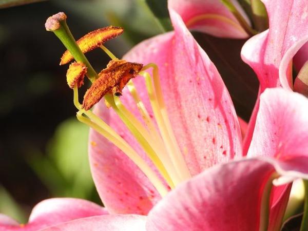 What Are the Stamens of a Flower?