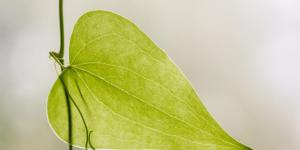 What Are the Stomata of a Plant?