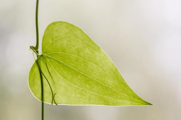 What Are the Stomata of a Plant?