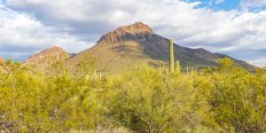 What Are Thorn Forests?