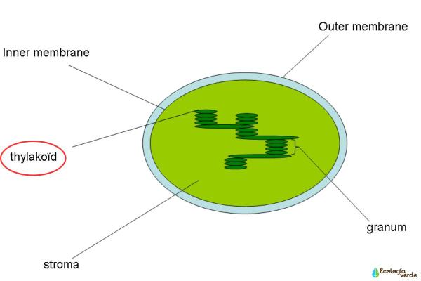 What Are Thylakoids Made Of? - What are thylakoids?