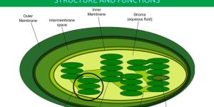 What Are Thylakoids Made Of?