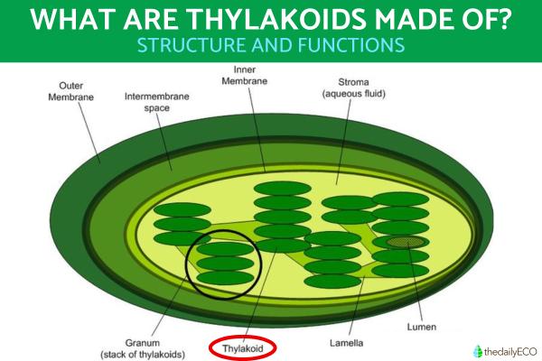 What Are Thylakoids Made Of?