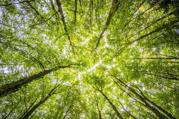 What Are Tree Canopies?