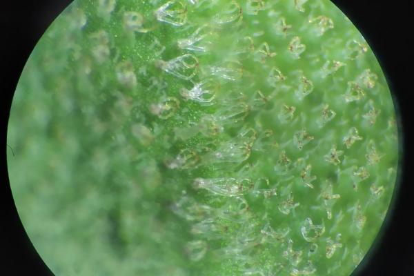 What Are Trichomes in Plants? - What are trichomes?