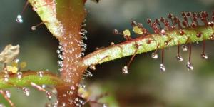 What Are Trichomes in Plants?