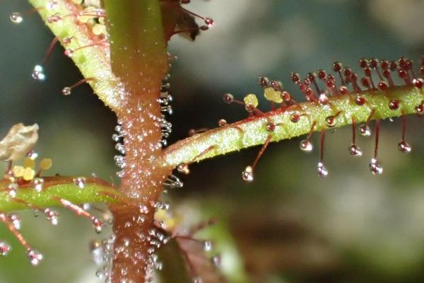 What Are Trichomes in Plants?