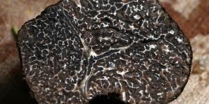What Are Truffles and What Are They For?
