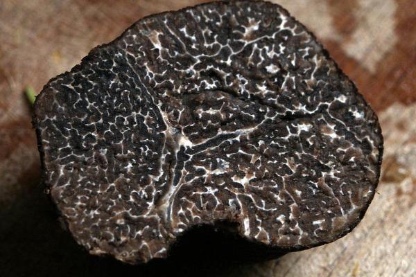 What Are Truffles and What Are They For?