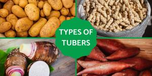 What Are Tubers in Plants?