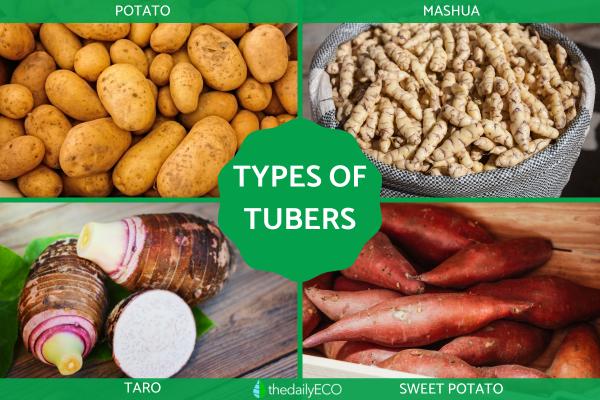 What Are Tubers in Plants?