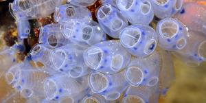 What Are Tunicates?