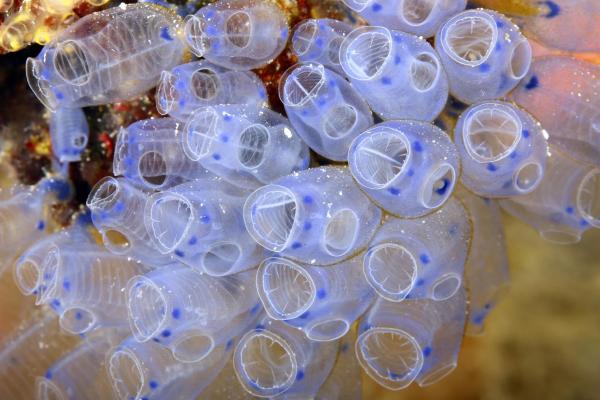 What Are Tunicates?