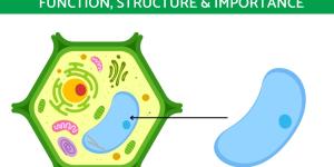 What are Vacuoles and What Do They Do?