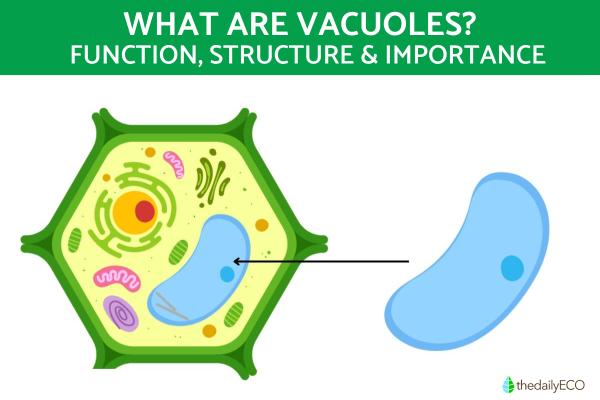 What are Vacuoles and What Do They Do?