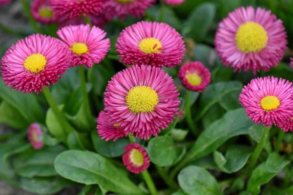 Difference Between Vascular Vs. Non-Vascular Plants - What are vascular plants?