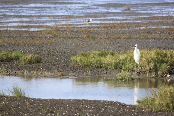 What Is a Wetland? - Types and Characteristics - What are wetlands?