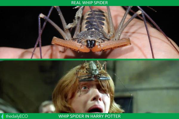 Whip Spider Definition and Types - What are whip spiders?