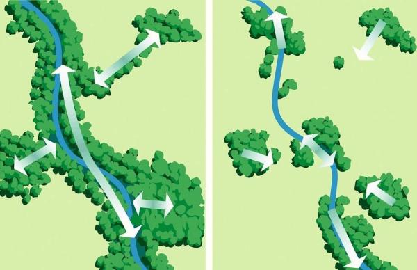 What Are Wildlife Corridors? - What are wildlife corridors?